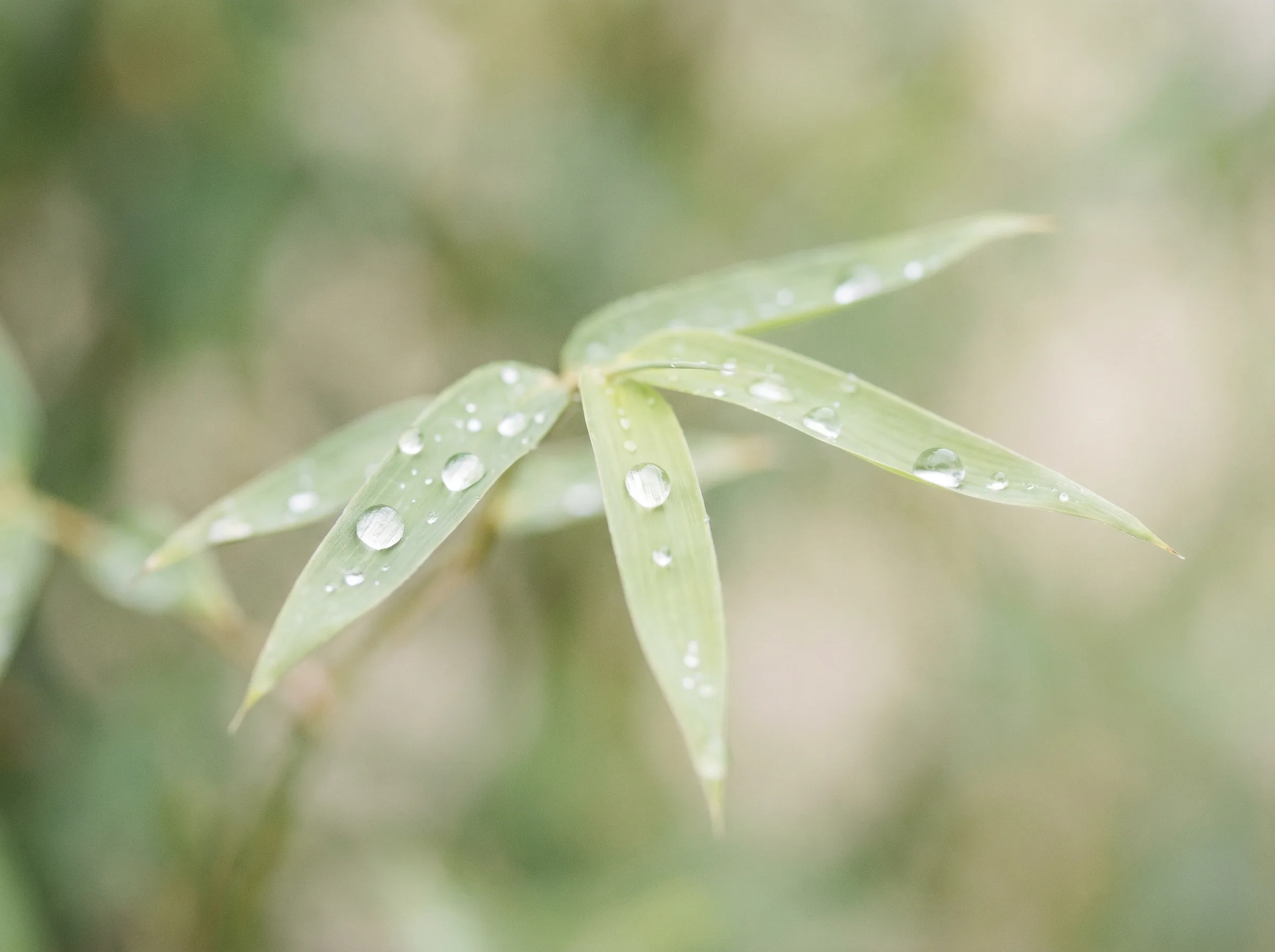 幸运刮刮乐 六大推演沙盘竹叶装饰
